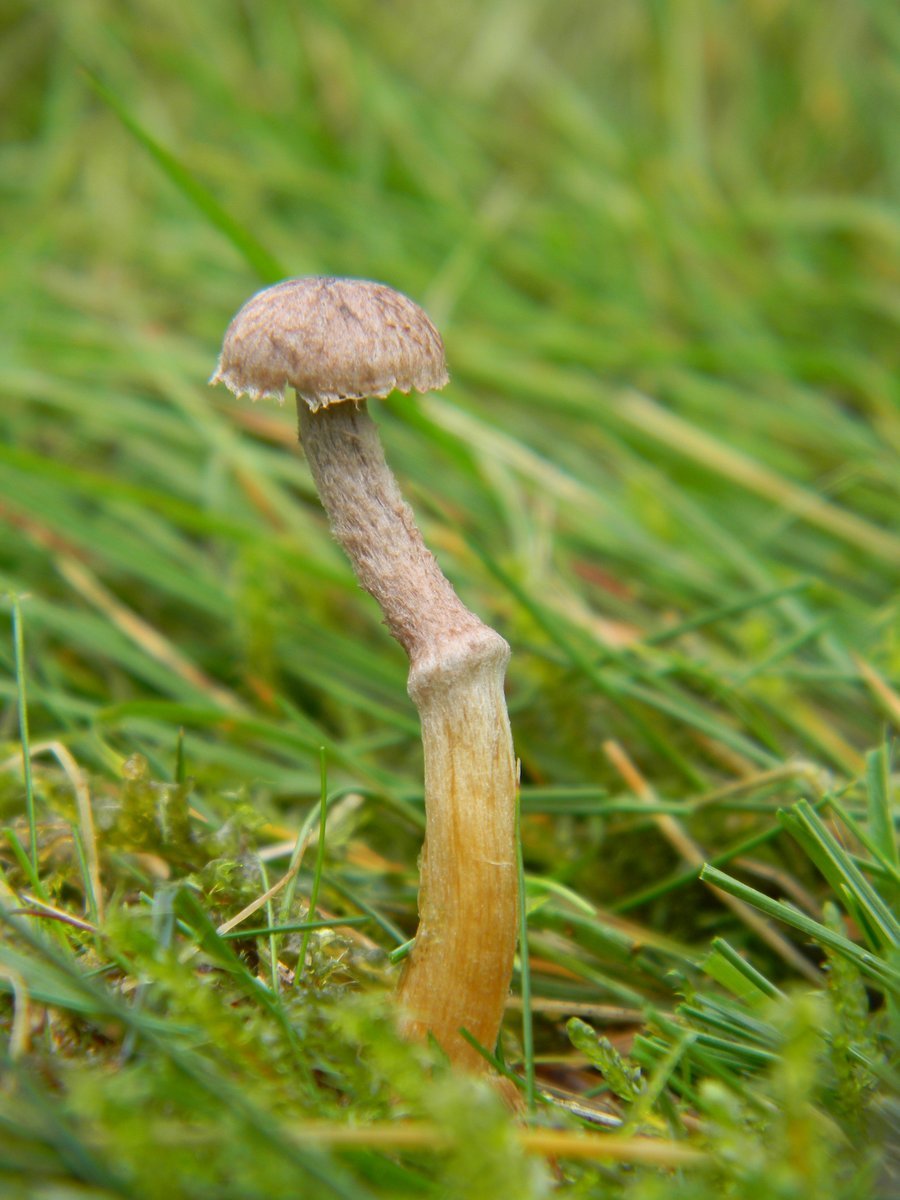 BSGGoettingen's tweet photo. What a month: In November there were three great Hashtag Challenges from the @Britnatureguide, many thanks!
Here you can find our threads:
#WorldBeesWeekend: https://t.co/9F3vBGW6vL
#FungiOfTheWorldWeekend: https://t.co/csd80658rl
#ACaterpillarWeekend: https://t.co/P2xOpUn4EK https://t.co/ndw9oNKoOW