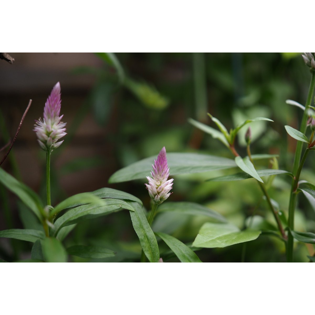 箱庭に咲く花11月