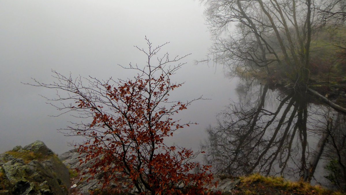 Misty day at Tarn Hows yesterday.

#TarnHows #LakeDistrict