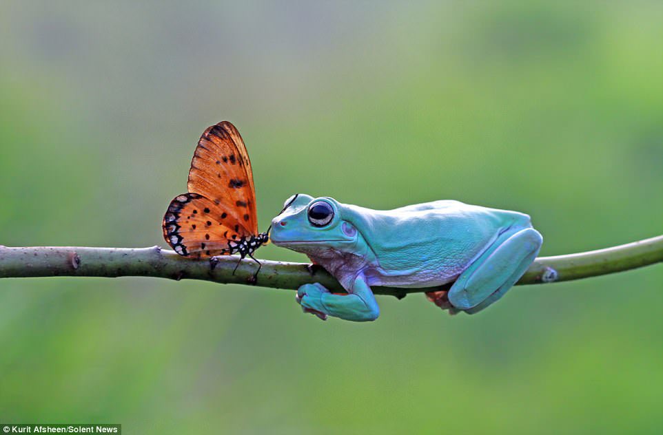 frog_soc's tweet photo. frogs and butterflies, a thread: 
#frog #butterfly https://t.co/1ZNXQ8Qdiq