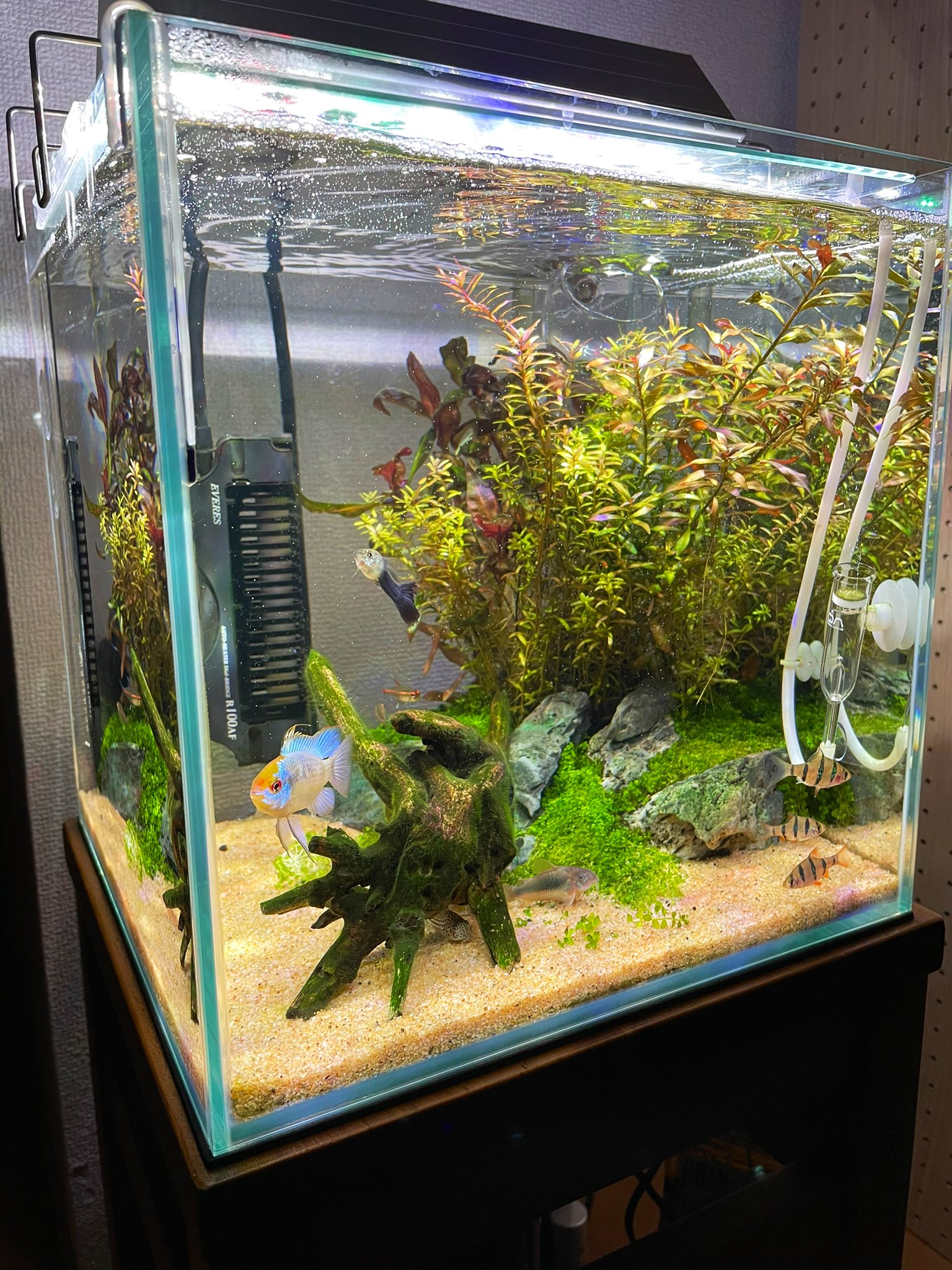 Quano 底砂がソイルやらコケやらでだいぶくすんでたので ごっそり入れ替えました 半分替えて 1週間後にもう半分 砂が新しくなると水槽内がパッと明るくなりますね 使ってるのはリーフ社のネグロナチュラルサンドです 比重しっかりしてて舞いづらいし