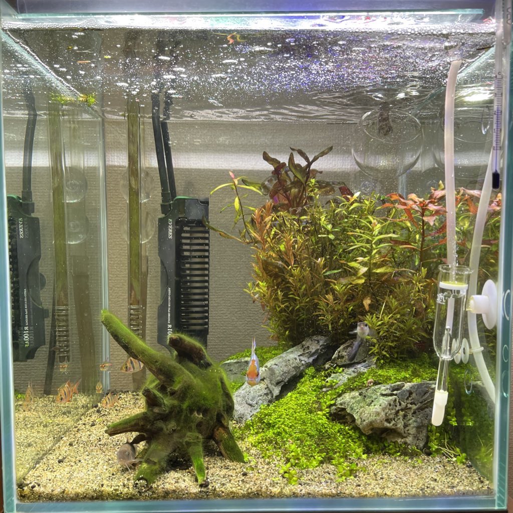 Twitter 上的 Quano 底砂がソイルやらコケやらでだいぶくすんでたので ごっそり入れ替えました 半分替えて 1週間後にもう半分 砂が新しくなると水槽内がパッと明るくなりますね 使ってるのはリーフ社のネグロナチュラルサンドです 比重しっかりしてて舞いづらい