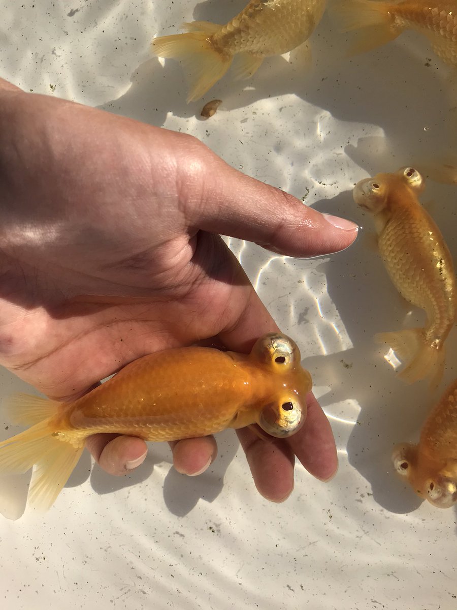鈴キンギョ 弥富産のアルビノチョウテンガン 知り合いの養魚場で撮影させてもらいました 僕的には目の向きも背なりも申し分ない 弥富金魚 アルビノチョウテンガン 鈴キンギョ 弥富産のアルビノチョウテンガン 知り合いの養魚場で撮影させてもらいました 僕的には目の向きも背なりも申し分ない 弥富金魚 アルビノチョウテンガン