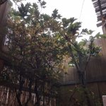 ツイートに含まれる画像