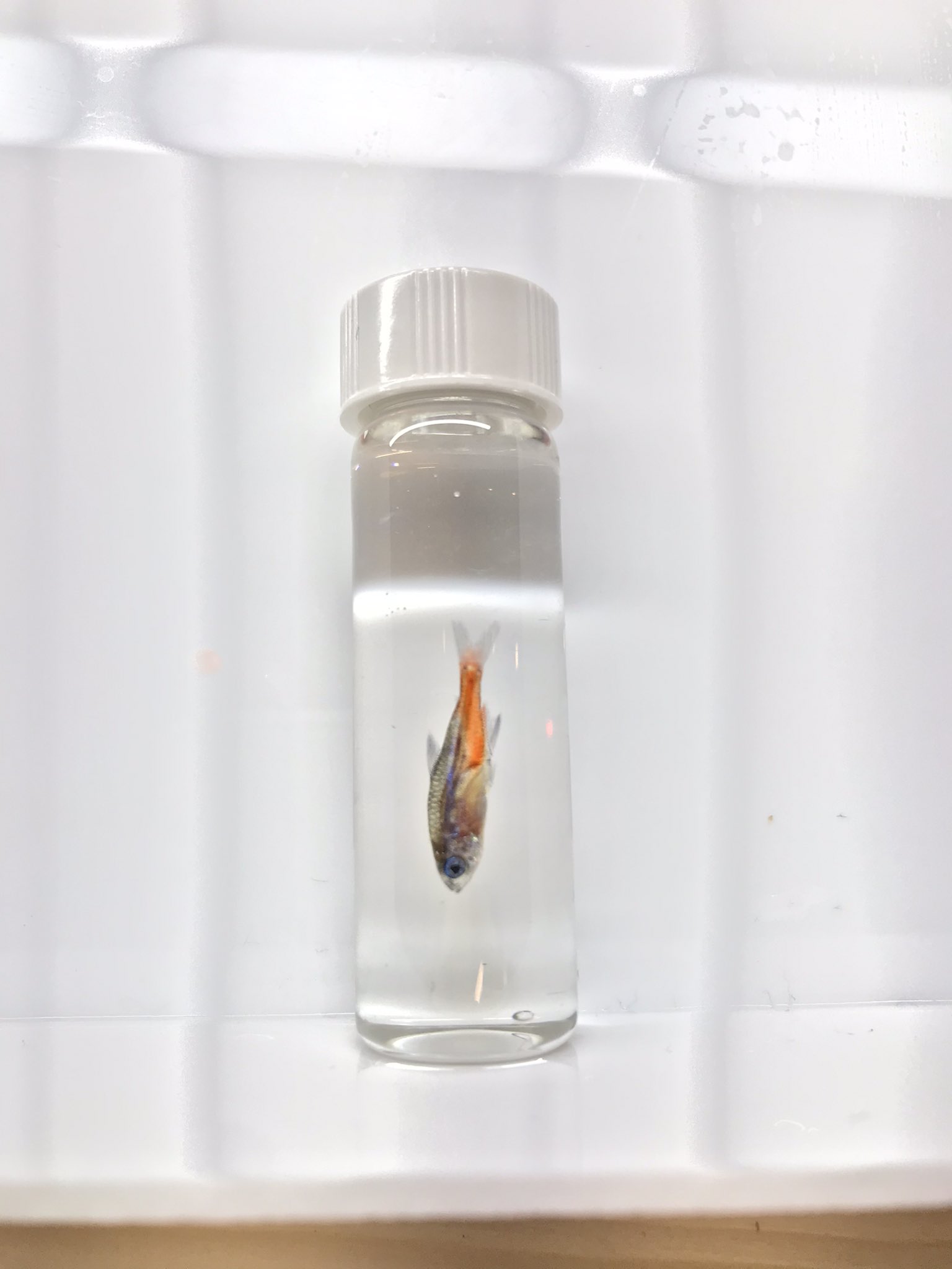 ナゴヤノ透明標本屋 この標本は液浸標本 魚本来の色味を残してます ホルマリンやエタノールを使うと色味が飛ぶけど私が作る液浸標本は色味が今のところ飛んでません 2ヶ月ぐらい前に作った 一年以上色が飛ばなければこの技術は特許取得したい 笑