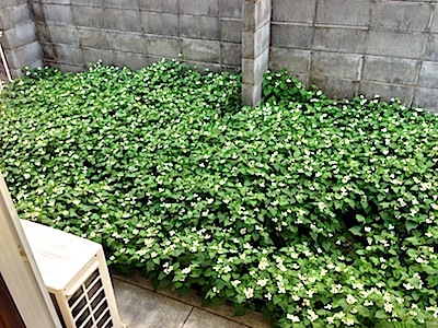フリーダムともこちゃん ドクダミも地下茎で増殖する系なので もはや他の雑草が生える余地無しなのでしょうね すごいドクダミ畑 フリーダムともこちゃん ドクダミも地下茎で増殖する系なので もはや他の雑草が生える余地無しなのでしょうね すごいドクダミ畑
