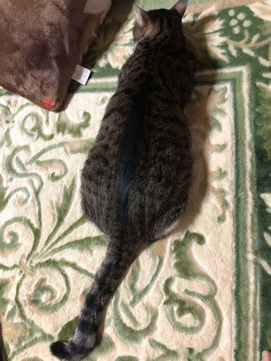 ツチノコ寝 ツチノコ寝