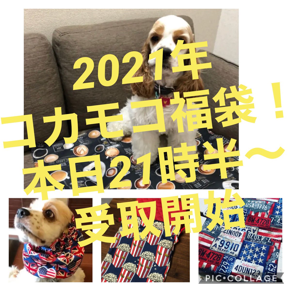 犬用福袋 犬用福袋
