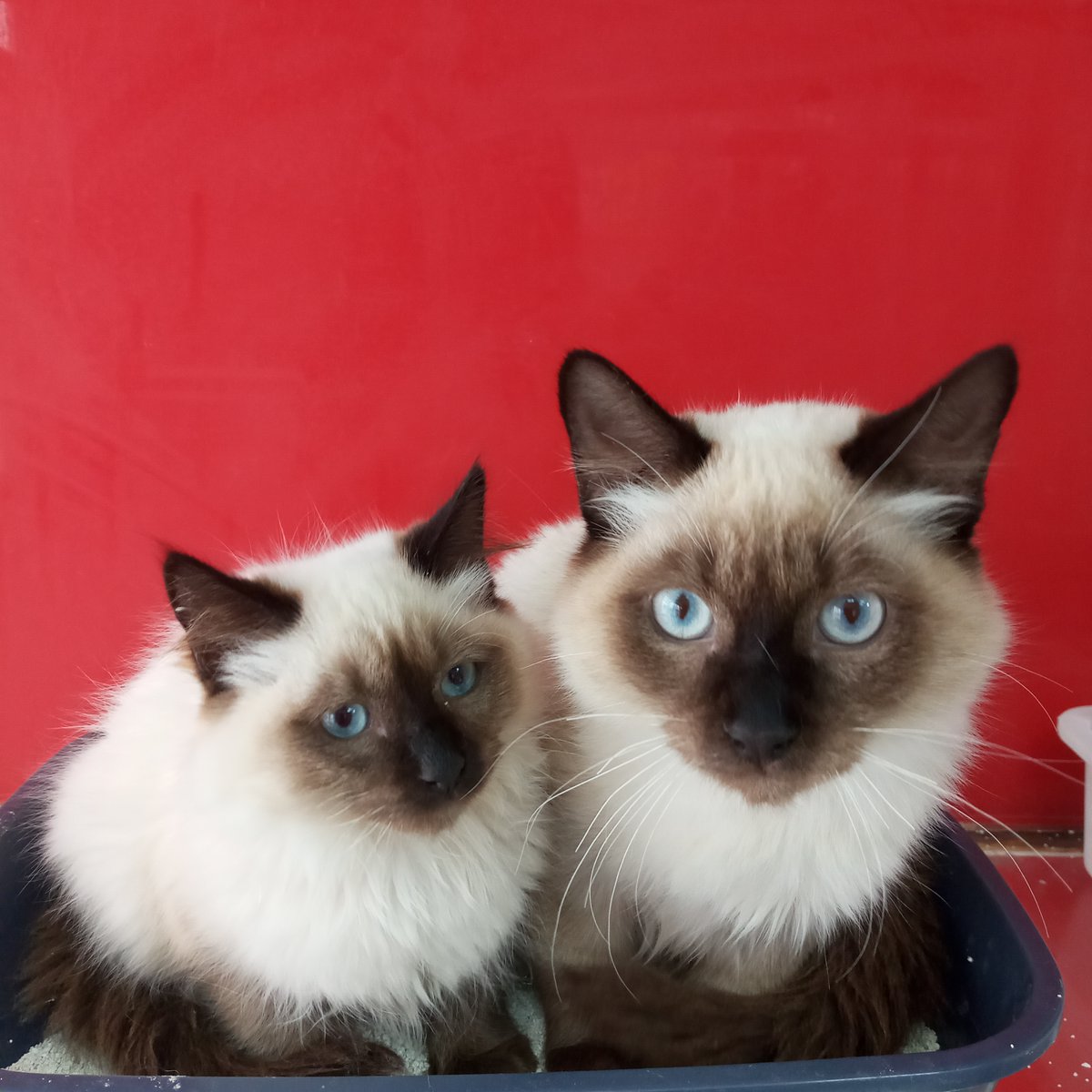 Animalerie D Agadir Bonjour Deux Chats Siamois Royale Pure Race Bien Poilus Femelle Et Male Ages De Trois Et Quatre Mois Bien Disciplines Et Habitues A La Litiere Sont A Vendre Animalerie D Agadir Bonjour Deux Chats Siamois Royale Pure Race Bien Poilus Femelle Et Male Ages De Trois Et Quatre Mois Bien Disciplines Et Habitues A La Litiere Sont A Vendre