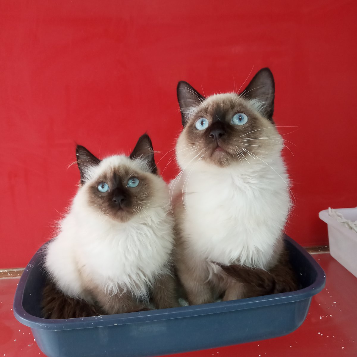 Animalerie D Agadir Bonjour Deux Chats Siamois Royale Pure Race Bien Poilus Femelle Et Male Ages De Trois Et Quatre Mois Bien Disciplines Et Habitues A La Litiere Sont A Vendre Animalerie D Agadir Bonjour Deux Chats Siamois Royale Pure Race Bien Poilus Femelle Et Male Ages De Trois Et Quatre Mois Bien Disciplines Et Habitues A La Litiere Sont A Vendre