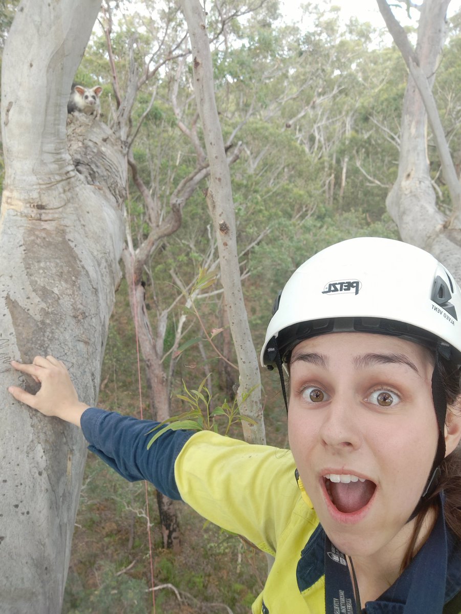 When installing a camera today at a hollow, I managed to spook two #greatergliders out of their slumber: one glided instantly away, leaving its derpy furbie friend to be stuck with me! It retired back into its hollow, clearly not impressed by my squeals of joy 😂

@UOW_CSES