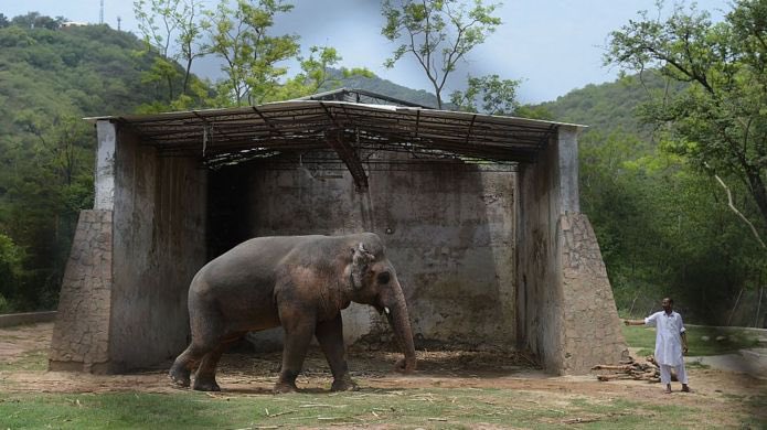 Kaavan; the world’s loneliest elephant is finally free. Gifted to Pakistan by Sri Lanka, after General Zia’s daughter fell in love with elephants while watching Hathi Mere Sathi. He is the only Asian elephant in Pakistan &amp; spend 35 years in captivity. Finally going to wild.