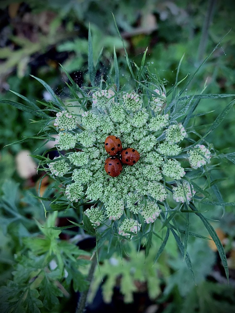 Absolute perfection. Ladybirds in conference on Daucus carota ‘Dara’ at ⁦@ArundelCastle⁩ organic kitchen garden today.