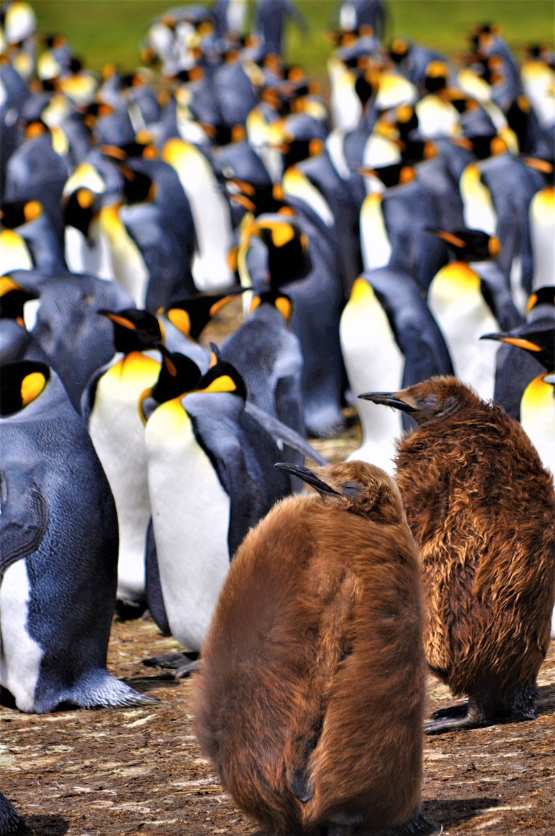 Did you know…King penguin chicks were once thought to be a different species known as ‘woolly penguins’ due to the wool like resemblance of their coat and the stark difference from the King penguin itself?! 
falklandislands.com
#VisitTheFalklandIslands #wildlife #experience