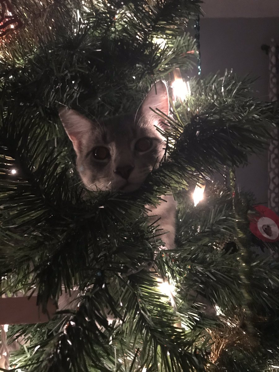 AJSepter's tweet photo. We had two days with minimal tree disruption. I guess that’s over now. How does everyone keep their cats out of their trees? 🎄😸 https://t.co/SIZo4OIu0z