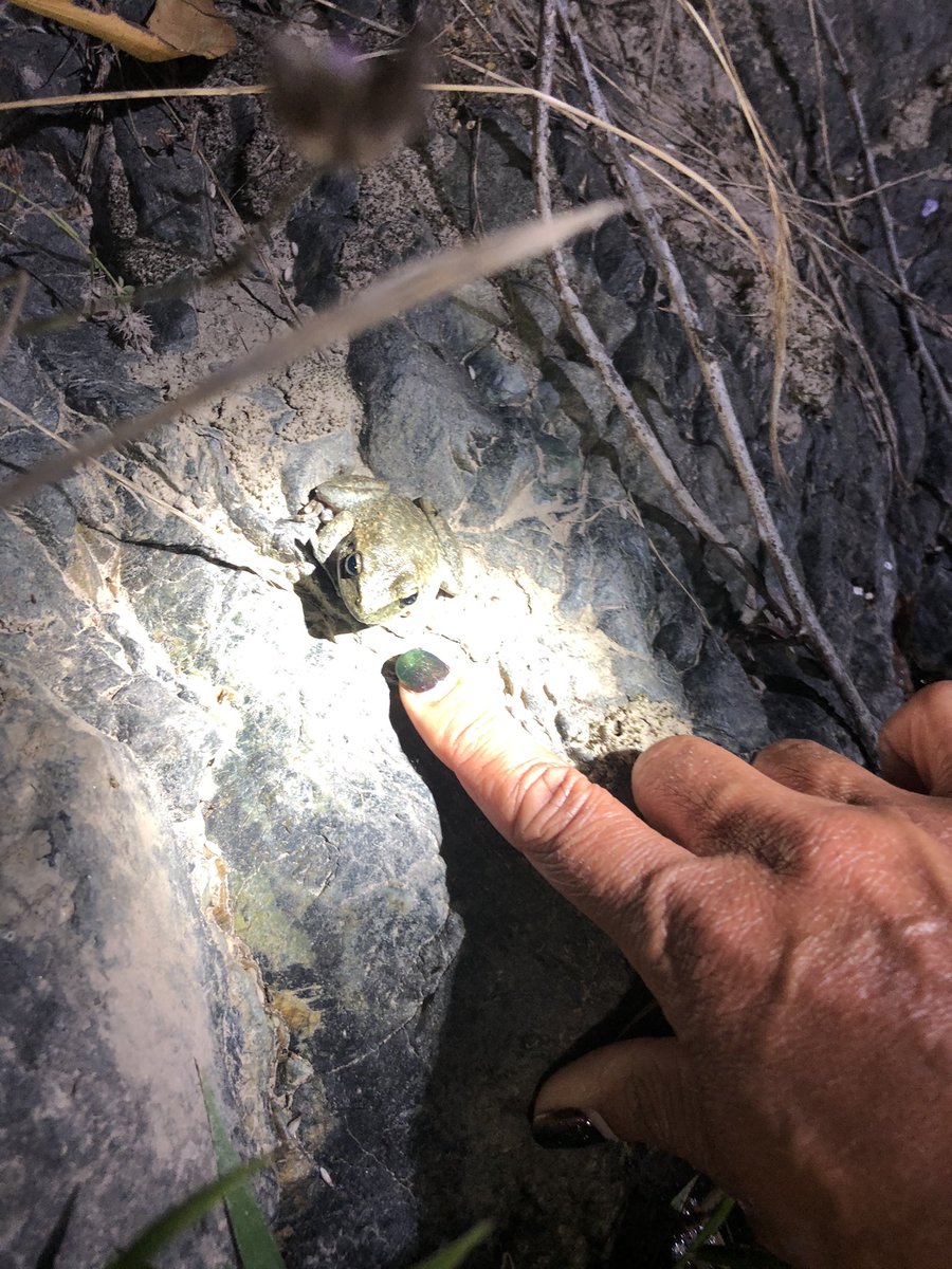 When the senior threatened species guy says “wear shoes that you don’t wind getting A BIT wet”
My 1st frogging adventure under a full moon was great fun. Lots of #Booroolong frogs tonight on #wolgalu #wiradjuri Country. Perfect end to a big day #somethingtouchedmyleg