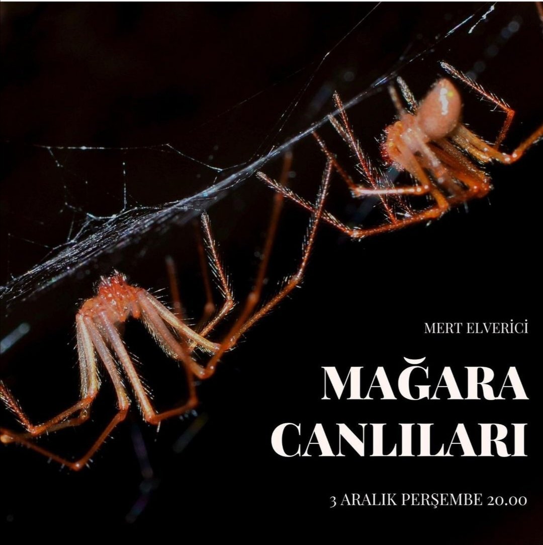 Online eğitim serimizde bu hafta mağara ekosisteminin bir parçası olan mağara canlılarını ele alacağız.
Zoom meetings bilgileri eğitim başlamadan önce e-posta aracılığıyla ile bildirilecektir. Bütün mağaracıları bekliyoruz. #mağara #tümaf
📸instagram.com/mert.elveriel