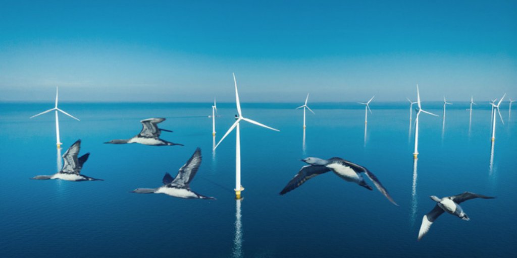 We are expanding our Marine Animal Movement Portal to include data from the North Sea. Mapping the distribution and behaviour of vulnerable marine species in relation to wind farms. This data can be used in risk analyses and EIAs. bit.ly/39rAW0d #offshorewind