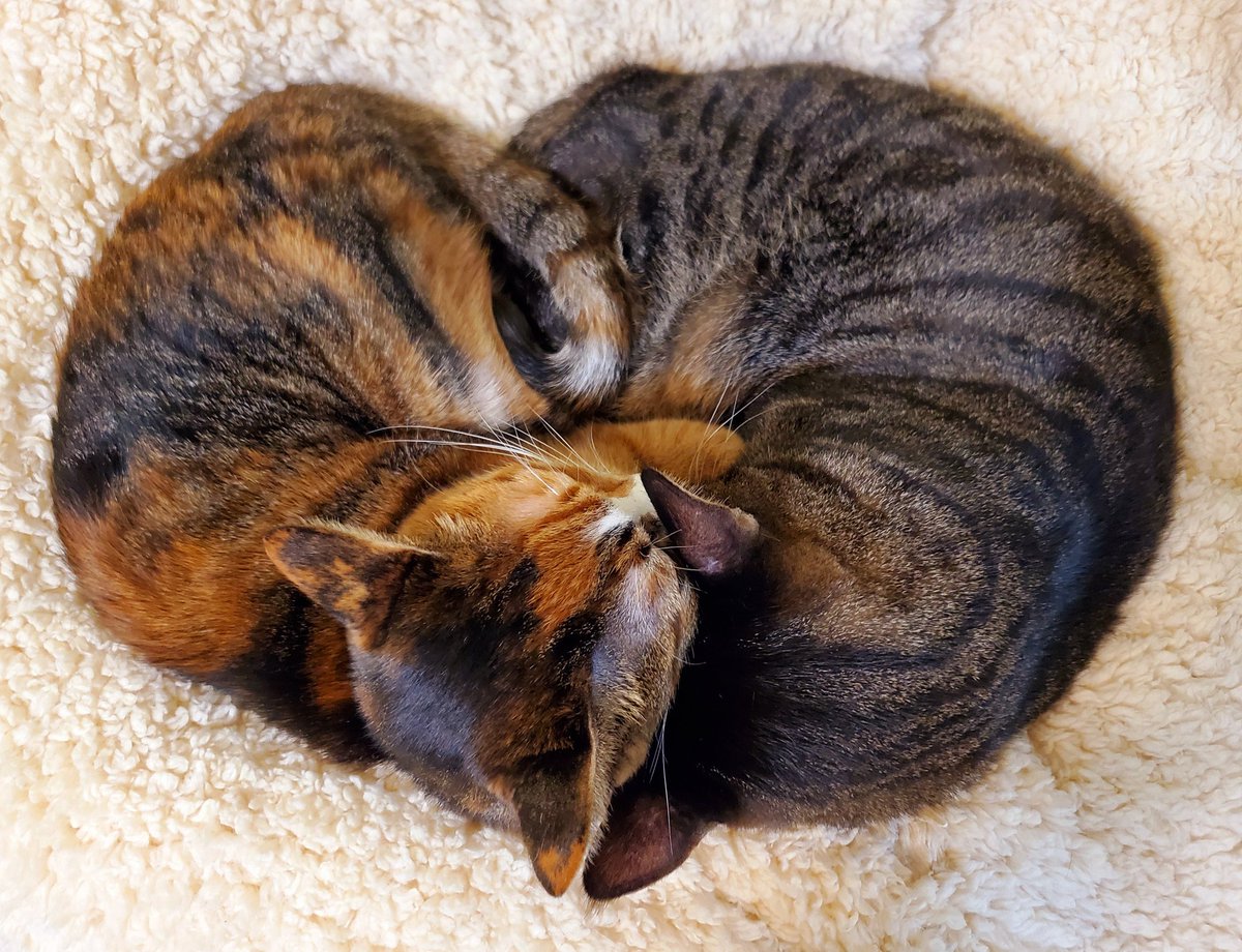 とろねこチャレンジのtwitterイラスト作品