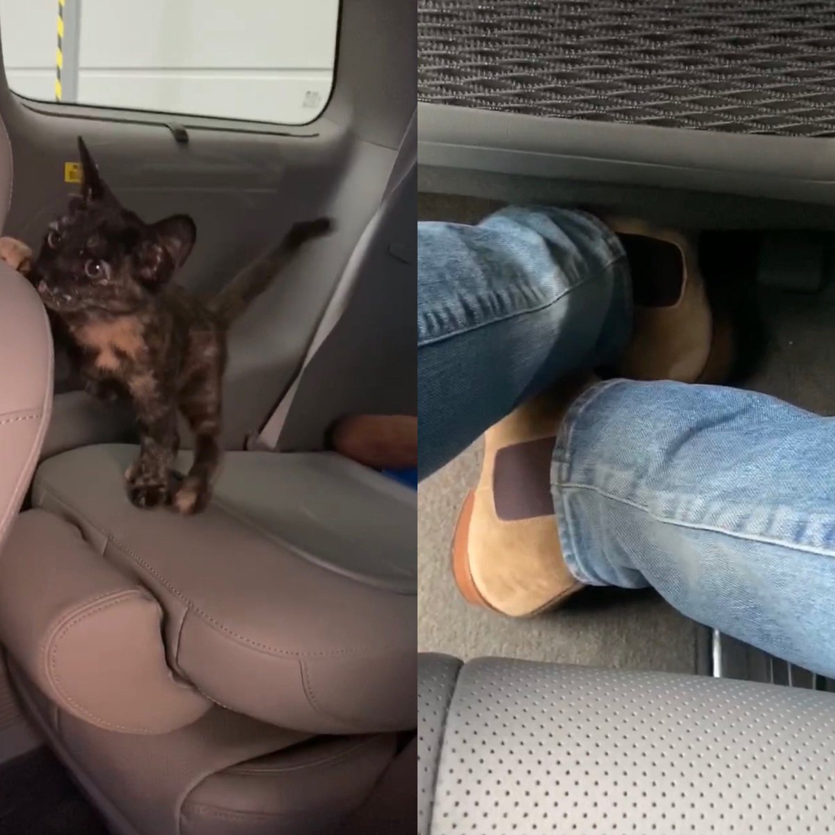 taeyeweon's tweet photo. it was the stray cat that went into taeyong’s van 😭😭😭😭😭😭😭😭 https://t.co/2Da8fW5Enl