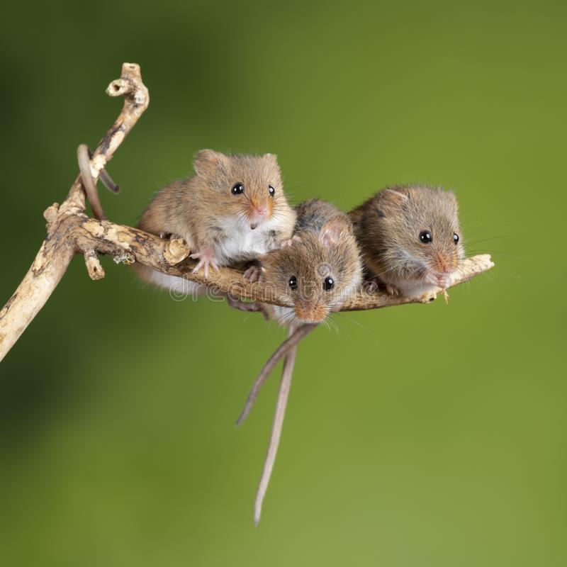 EmilyZoologist1's tweet photo. The harvest mice that use saltmarshes and tidal wetlands as their home are at risk from rising sea levels. To stop the loss of this species this study https://t.co/ausOsiiddd says we need to ensure we have managed wetlands #2020EBE #Rodents #wildlife #Conservationmatters https://t.co/ZDW7a3VMZP