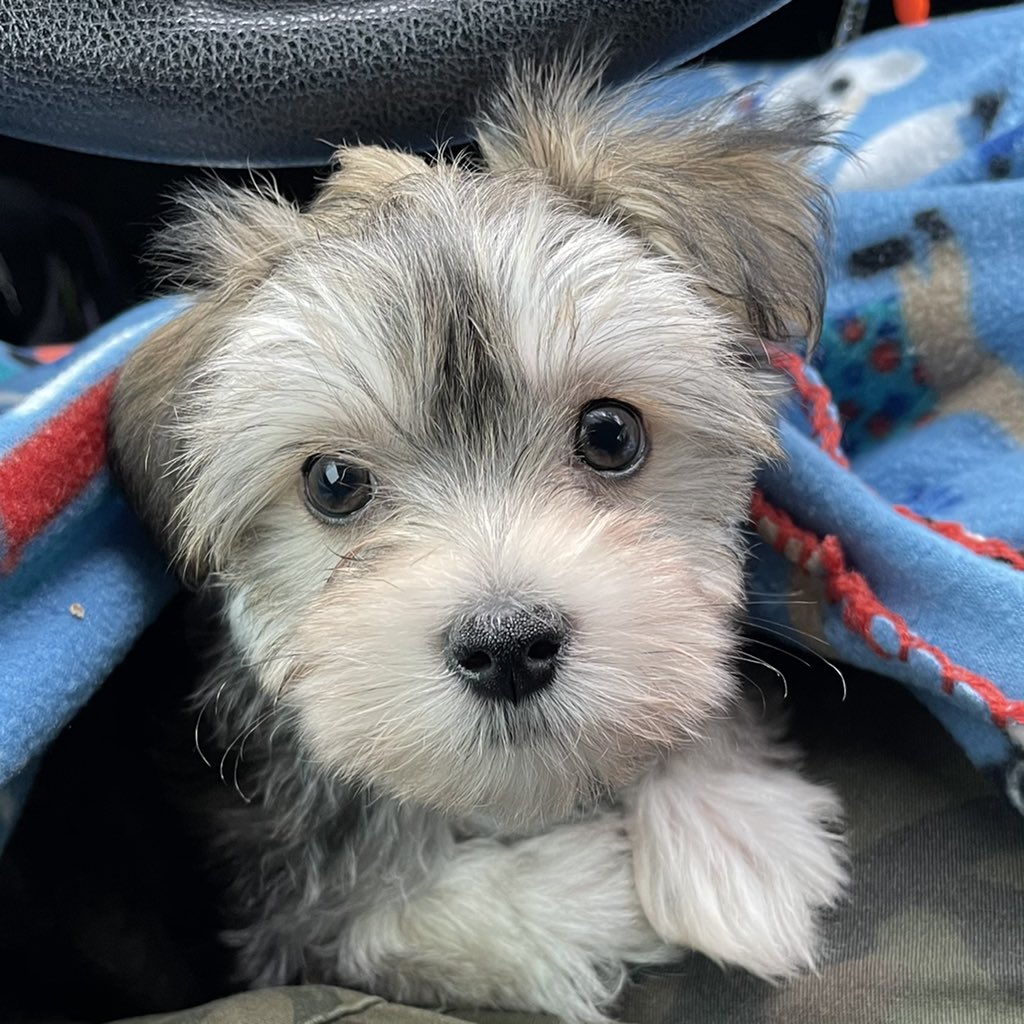 MrHoward123's tweet photo. Newest member of the family, Logan. Didn’t want to go too hard with the pics until we were sure everything was fine and Hero actually liked him. They are all good. 😁
#gaymer #Nerd #Geek #TwitchStreamer #YouTuber #Scruff #Beard #FitFam #FitFamSA #FGC #puppylove #mansbestfriend https://t.co/bYL2I5CJBe