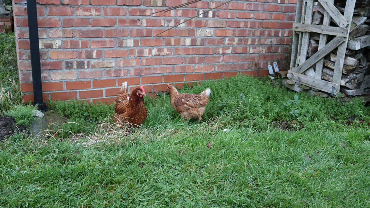 Bangles and Florida, out for a stroll and a rummage today!
#happyhens #exbatts #exbatteryhens