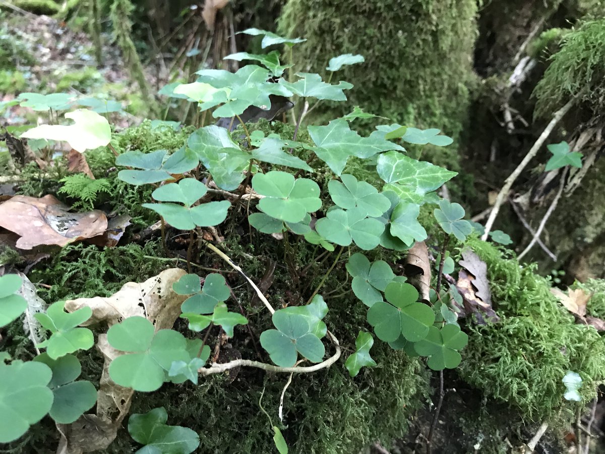 Nativewoodlandtrust Wood Sorrel Which Is Sometimes Mistaken For Clover Because Of Its Lovely Leaves Grows In The Moss Of Tree Trunks In The Humid Magic Of St John S Wood T Co 4syzmlrqrd