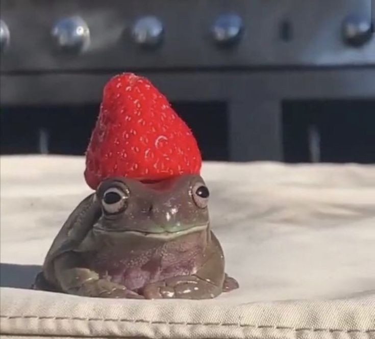 Mehez03's tweet photo. 🐸Frogs🐸 #Rubirex 

Rub le encantan las ranas, es su animal favorito y siempre habla de como gustaría tener una

WiIIy como su buen amigo le regala una 

#KarmalandAU #RubirexAU https://t.co/rapx5WYiYX