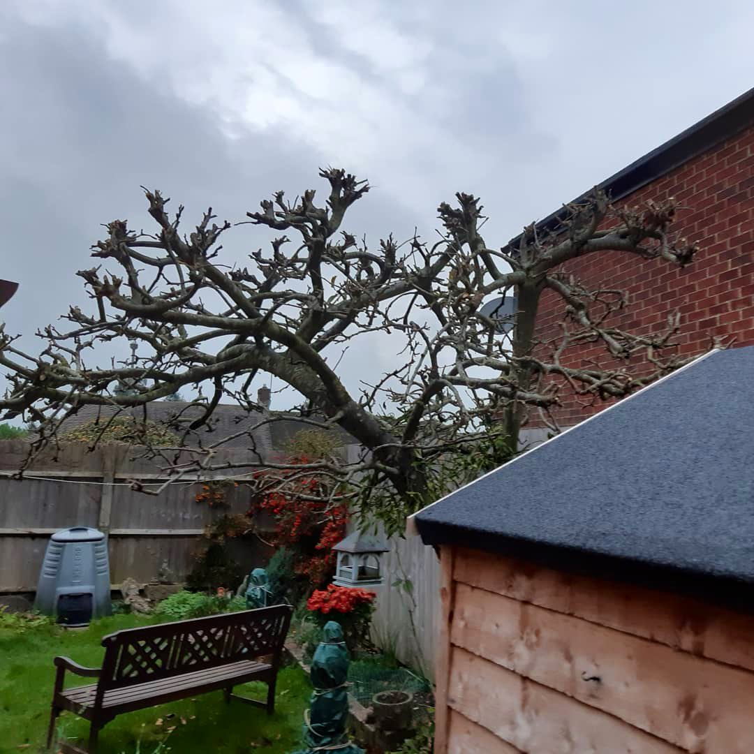 PrimaryTreeSurg's tweet image. Nice clean prune of an Apple tree and a tidy trim of this globe hedge by #workexperiencestudent OB under AH’s experienced supervision #teamwork #learnonthejob #practicemakesperfect #treesurgeonintraining