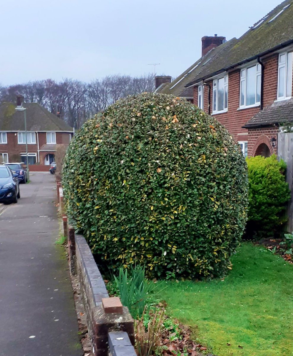 PrimaryTreeSurg's tweet image. Nice clean prune of an Apple tree and a tidy trim of this globe hedge by #workexperiencestudent OB under AH’s experienced supervision #teamwork #learnonthejob #practicemakesperfect #treesurgeonintraining