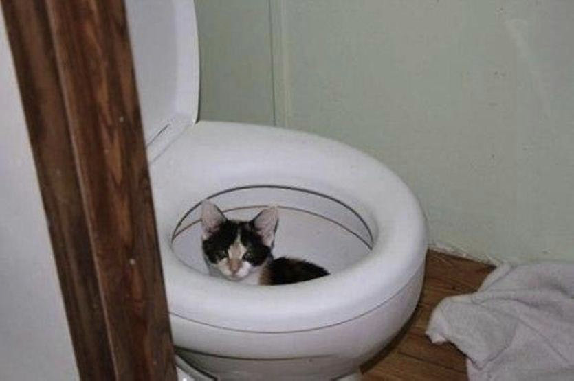 fckingredlyrium's tweet photo. Кажется, с одним из котов Андерса что-то не так... https://t.co/0VYxzCsdN4