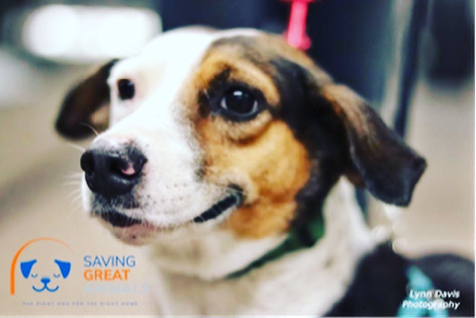 Tomorrow is #GivingTuesday! Honor your dog with a donation to #SavingGreatAnimals. Help us get to $10,000 by 11:59pm 12/1/20! bit.ly/SGA-GT2020 #savinggreatanimals #adoptdontshop #rescuepup