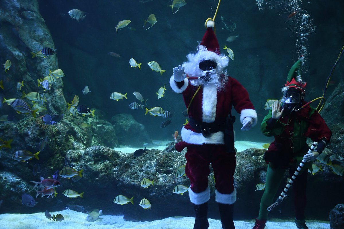 St. Louis Union Station (@unionstationstl) on Twitter photo It’s #ScubaClaus @aquariumstl! 🎅🏽
Talk about a socially distanced way to get your holiday pictures taken and make your wishes to the jolly ole elf!
Catch #ScubaClaus on Saturdays and Sundays at 11am, 1:15pm and 3:30pm in Shark Canyon! 🎅🏽
<a href="/TheEllenShow/">The Ellen Show</a> It’s #ScubaClaus @aquariumstl! 🎅🏽
Talk about a socially distanced way to get your holiday pictures taken and make your wishes to the jolly ole elf!
Catch #ScubaClaus on Saturdays and Sundays at 11am, 1:15pm and 3:30pm in Shark Canyon! 🎅🏽
<a href="/TheEllenShow/">The Ellen Show</a>