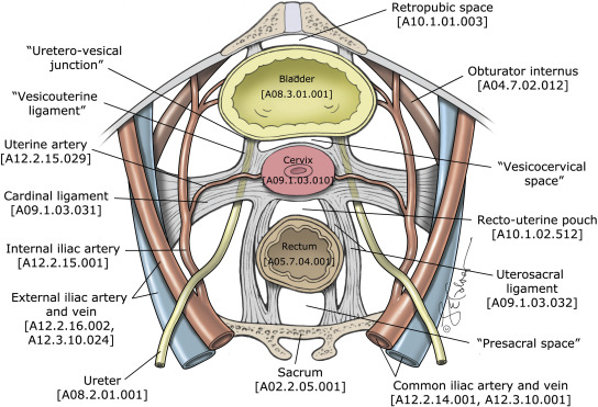 GynSurgery's tweet photo. Check out this article on standardized terminology of apical structures in the female pelvis based on a structured medical literature review published in AJOG. #GYNsurgery #anatomyisimportant  https://t.co/WGXYDzm2NW https://t.co/6hy4xD3373