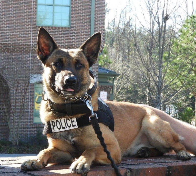 catmom_kathy's tweet image. I know this is a difficult time of the year, but hope you might find a few spare dollars to help protect these amazing K9s like K9 Titan here

And you also have a chance to win one of these very cool prizes too⤵️

#K9ArmyStrong #K9 #Heroes #BluePawsMatter