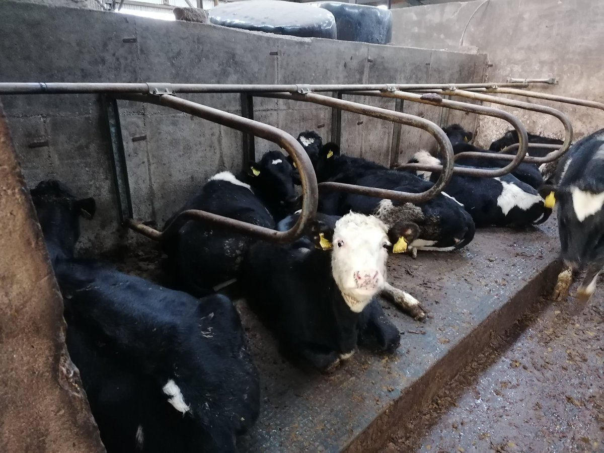 ErGrassland's tweet photo. Some happy cattle we came across today when we were working for a client.. Contact us with inquires https://t.co/KurujgaJYf