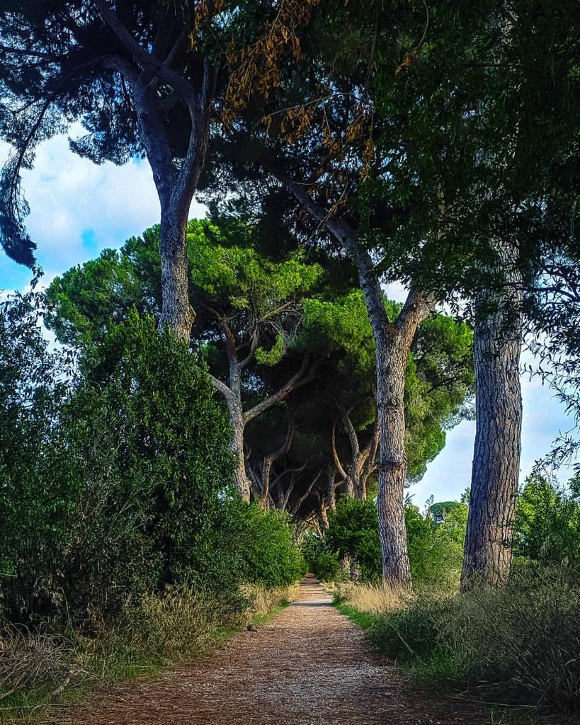 EnteRomaNatura's tweet photo. Ha già più di trent’anni il parco Regionale Urbano di #Aguzzano, 60 ettari di Agro Romano tra la via Nomentana, il GRA, la via Tiburtina e il fiume Aniene.
Un meraviglioso patrimonio di biodiversità..➡️https://t.co/uvWuYr8eNR https://t.co/z3ESefJIUU