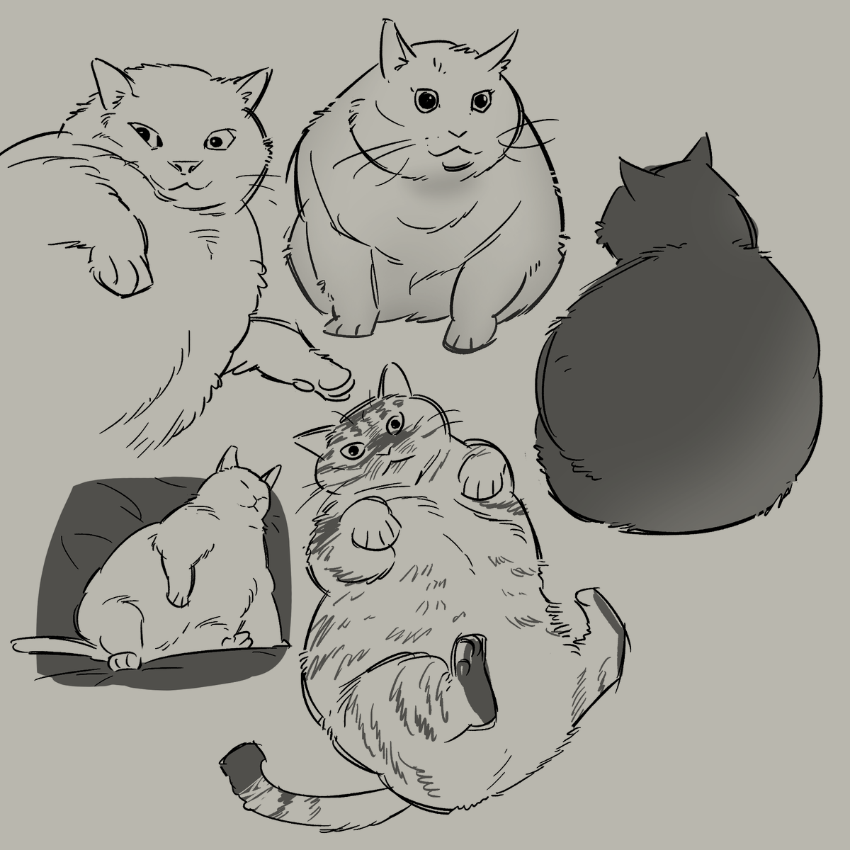 chonky cats . . . 