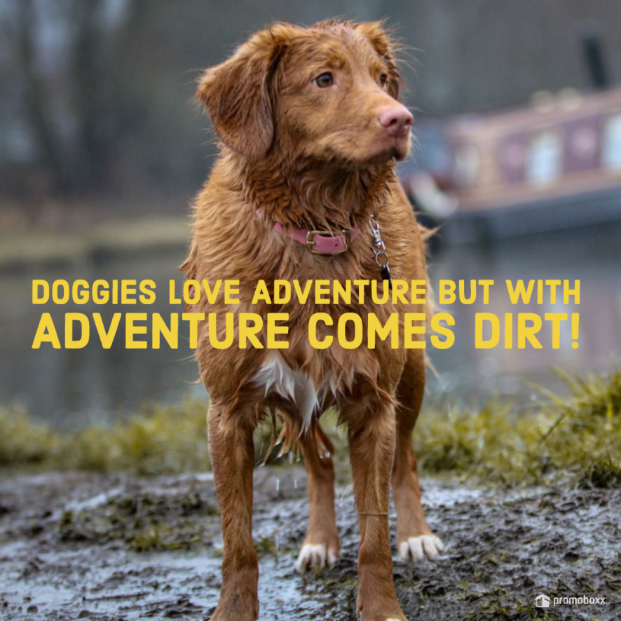 RuffinsPet's tweet photo. Brushing your dog's coat can help with removing dust and dirt and help with shedding. Regular brushing helps keep your dog’s coat soft and neat! Come into your local Ruffin's Pet Centre today and have one of our associates find the right brush! #ruffins https://t.co/Wtojbw42r3