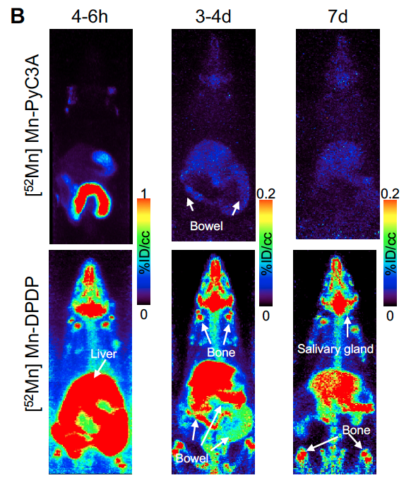 revealpharma's tweet photo. #RSNA20 Concerned about gadolinium accumulation? See
@petercaravan’s poster on Reveal’s gadolinium-free MRI contrast agent.
Our new general purpose agent has different pharmacokinetics & is more efficiently eliminated than Teslascan (MnDPDP)
#Radiology #MRI #ContrastMatters https://t.co/OfdthjY1If
