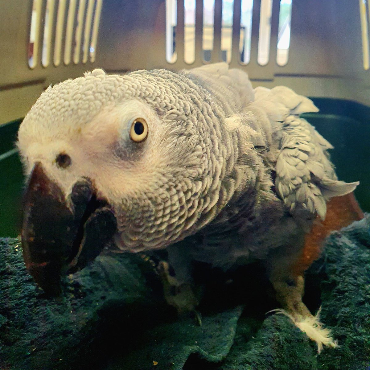 This Edna, the African Grey Parrot! 
She came in to see us because she was eggbound. 
Egg-binding is when, for some reason, an egg is unable to be laid naturally. 
With a little bit of help, she has now passed all of the egg and is recovering well.

#SUFFOLKEXOTICVETS #avianvet
