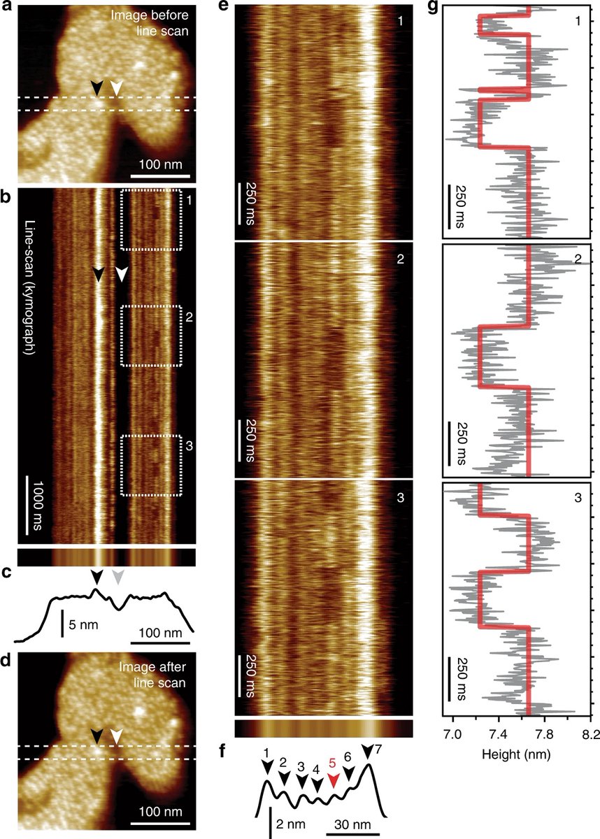 NanoAndMore's tweet photo. Millisecond dynamics of an unlabeled amino acid transporter - https://t.co/l180HhP1q4 #SingleMoleculeBiophysics #AminoAcidTransporter #videorateAFM #高速AFMカンチレバー #高速原子力显微镜 https://t.co/eCUJChfWMd