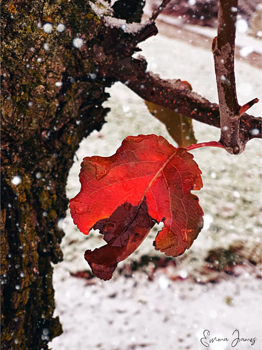 rootedaesthetic's tweet photo. ℋ𝒶𝓃ℊ𝒾𝓃ℊ ℴ𝓃 𝓉ℴ ℱ𝒶𝓁𝓁. 🍁❄️
#leaves🍁 #leafphotography #autumnsnow #snow #fallsnow #winteriscoming #winterisnear #nature #naturephotography #beautifulphotography #creativephotography #winterphotos #fallandwinter #photography #outdoorphotography #foto #lovenature https://t.co/7BphU0Ukhr