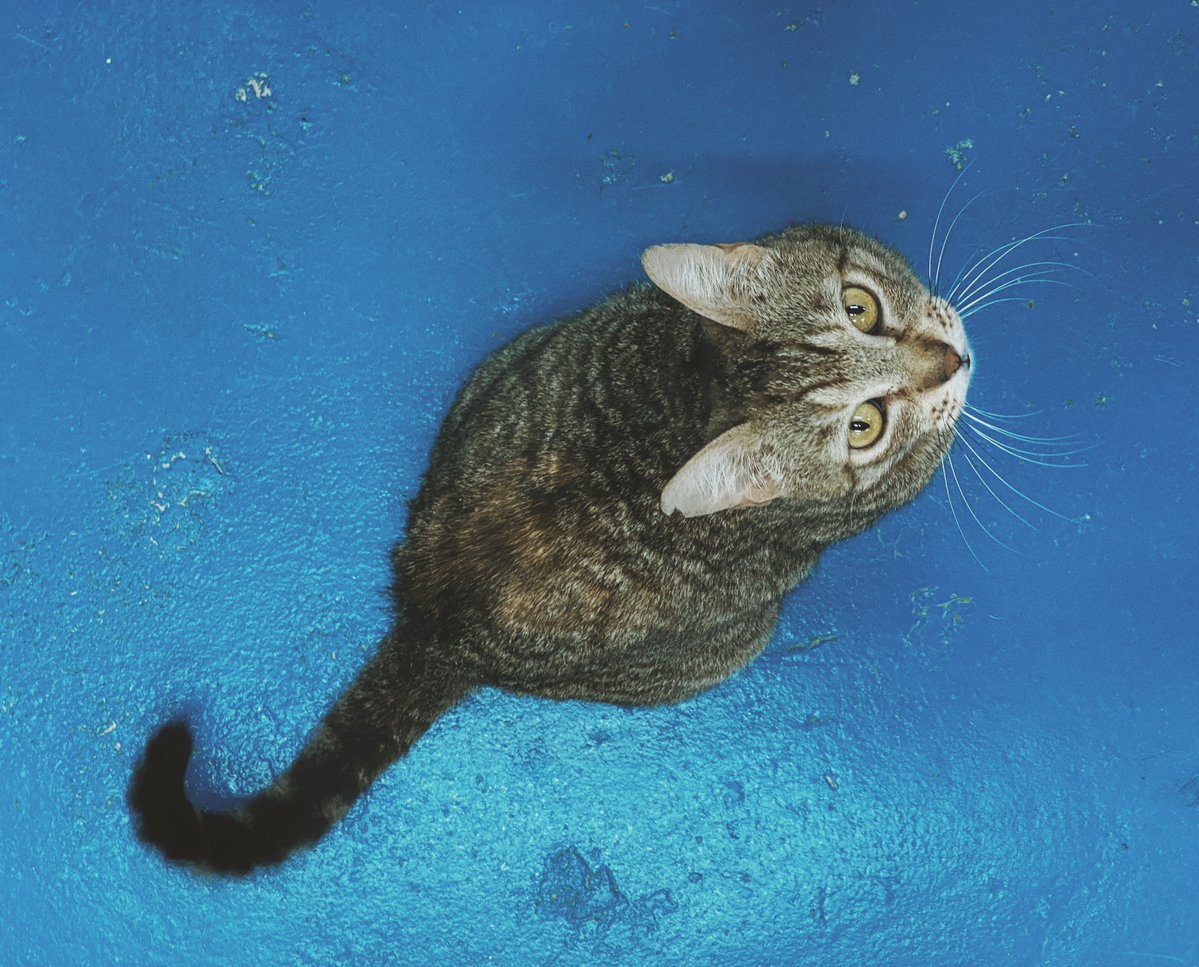 ¡Buenos días! 🐱

Esos ojos hipnotizantes son de MANUELA, y buscan adopción 👀

Es una gata muy cariñosa con las personas. Es un poco dominante con algunos gatos, pero con gatos tranquilos se lleva estupendamente.

Descubre más sobre ella en este enlace: bit.ly/37lBS3x