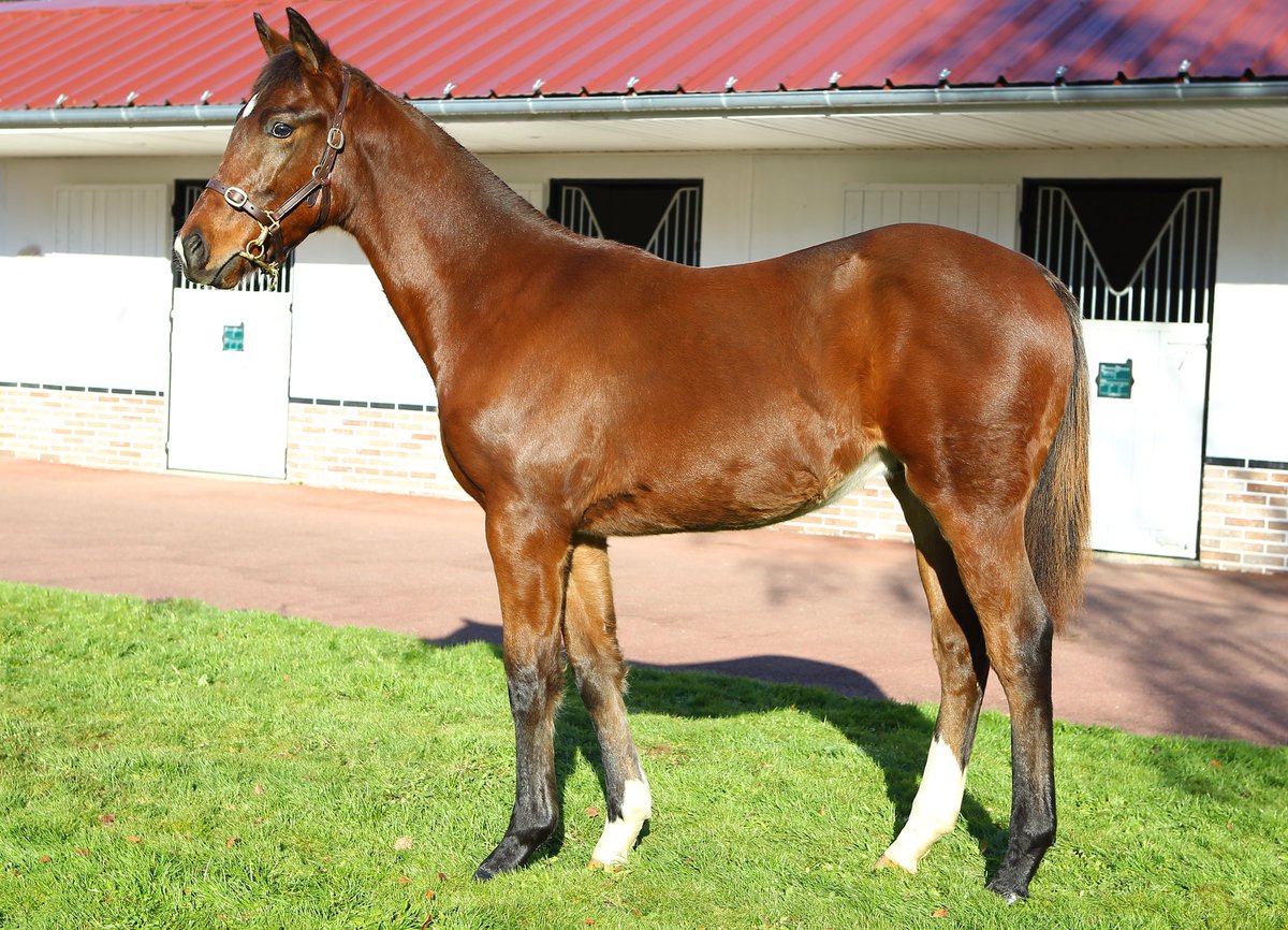 Haras De La Mercerie tweet media
