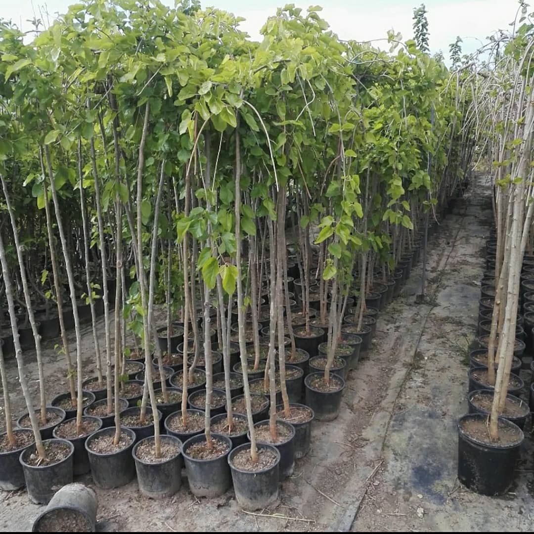 HasCicekFidan's tweet photo. Ters Dut
Morus nigra Pendula

🌳🌳Has Çiçekçilik 🌳🌳
🍁🍁tüm arap ülkelerine ihracat🍁🍁
🌷🌷🌷🌷🌷🌲🌲🌲💯
🌿☘25 yıllık Tecrübemizle🌿🌿
Tel: 0 324 454 0442
Cep Tel: 0532 721 4211
#mersin #Turkey #fıdan #flowers #gül #ağaçlar #bahçe #سعودية #سوريا #تصدير #تركيا #ورد https://t.co/Cki2Mh4Jk7