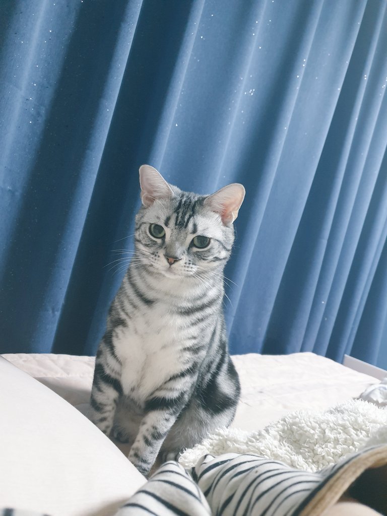 좋은 말로 할 때 간식 달라는 눈.