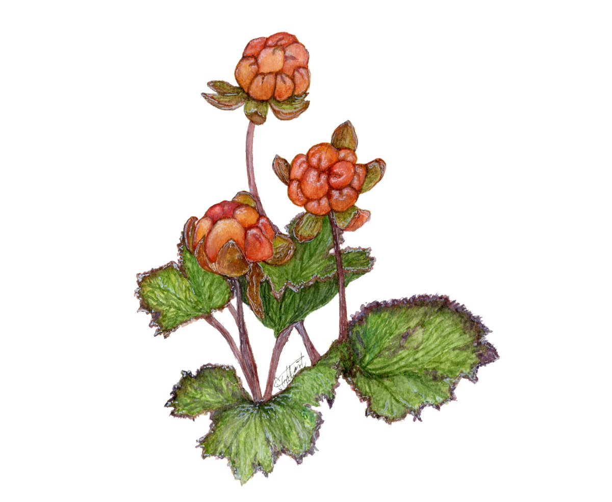 ChemGallant's tweet photo. @NickatNotch @OpenAcademics I paint too! I love it so much.
Here is my latest. To Newfoundlanders, this is a bakeapple; the rest of the world might better know it as a cloudberry!
#PhDChat #watercolours #bakeapples #MondayMingle https://t.co/QI5t002Kp4