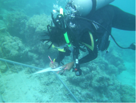 A quadrat is a tool used by marine biologists in the field while SCUBA diving or snorkeling. One of our organizers, <a href="/seagaynus/">Sea Gaynus</a> is show here using a quadrat and the point intercept method to quantify benthic cover in a coral reef
#WhatisMarineScience 
#BlackinMarineScience